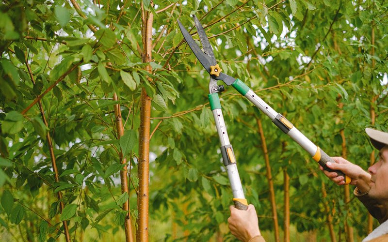 Tree trimming in Durango, CO